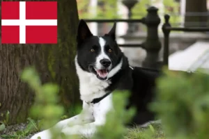 Read more about the article Karéliai medve kutyatenyésztők és kölykök Dániában