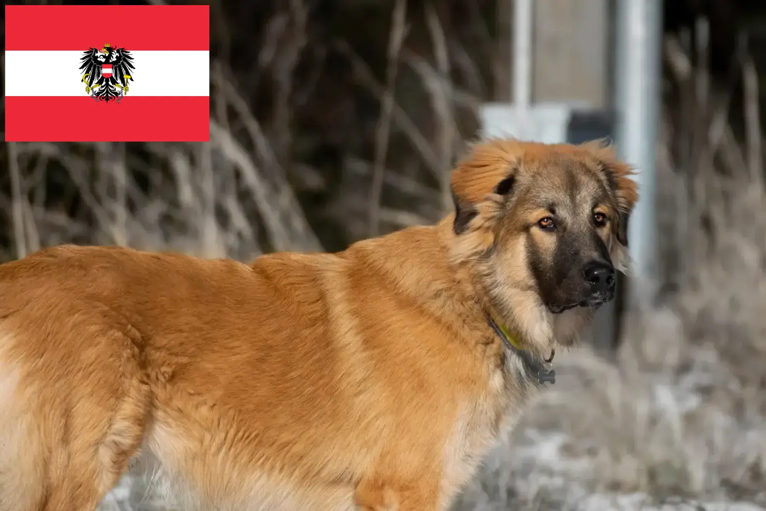 Kaukázusi juhászkutya kölykök és tenyésztők Ausztria Itt találhat kaukázusi juhászkutya tenyésztőket Ausztriában.
