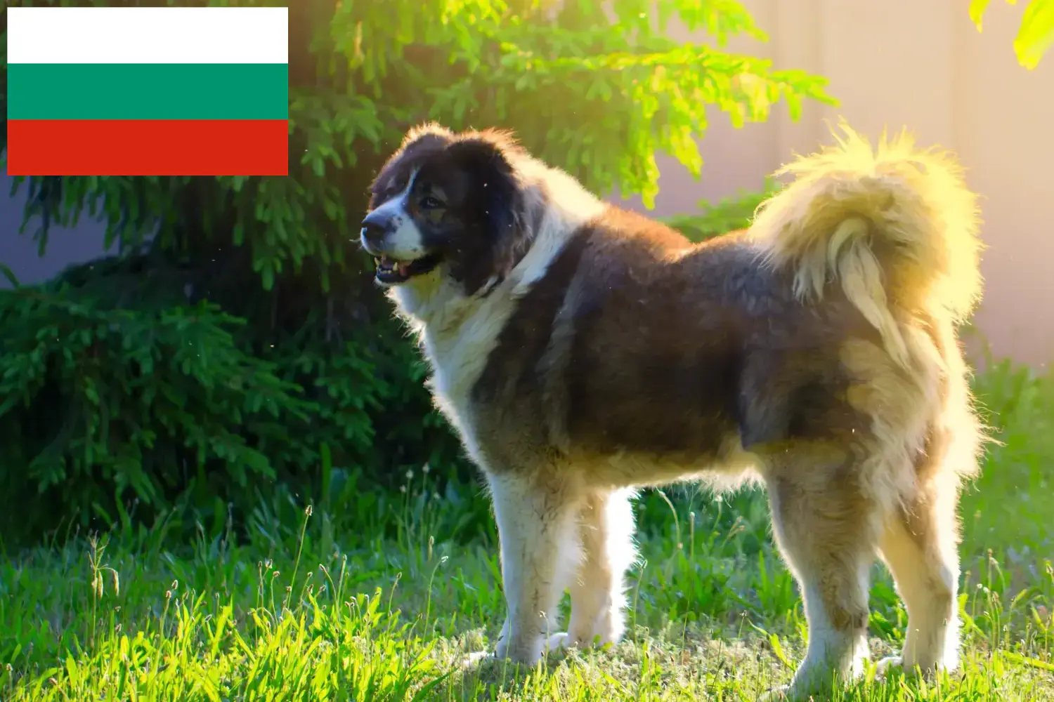 Kaukázusi juhászkutya kölykök és tenyésztő Bulgária Keresse meg a Kaukázusi juhászkutya tenyésztőket Bulgáriában.