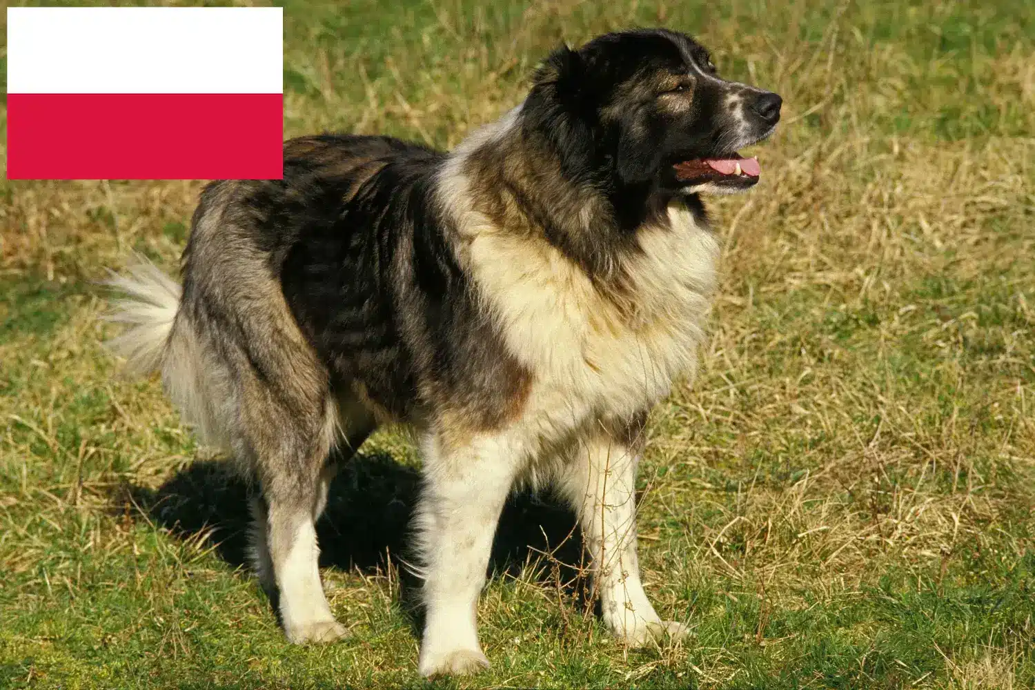 Kaukázusi juhászkutya kölykök és tenyésztő Lengyelország Keress kaukázusi juhászkutya tenyésztőket Lengyelországban.