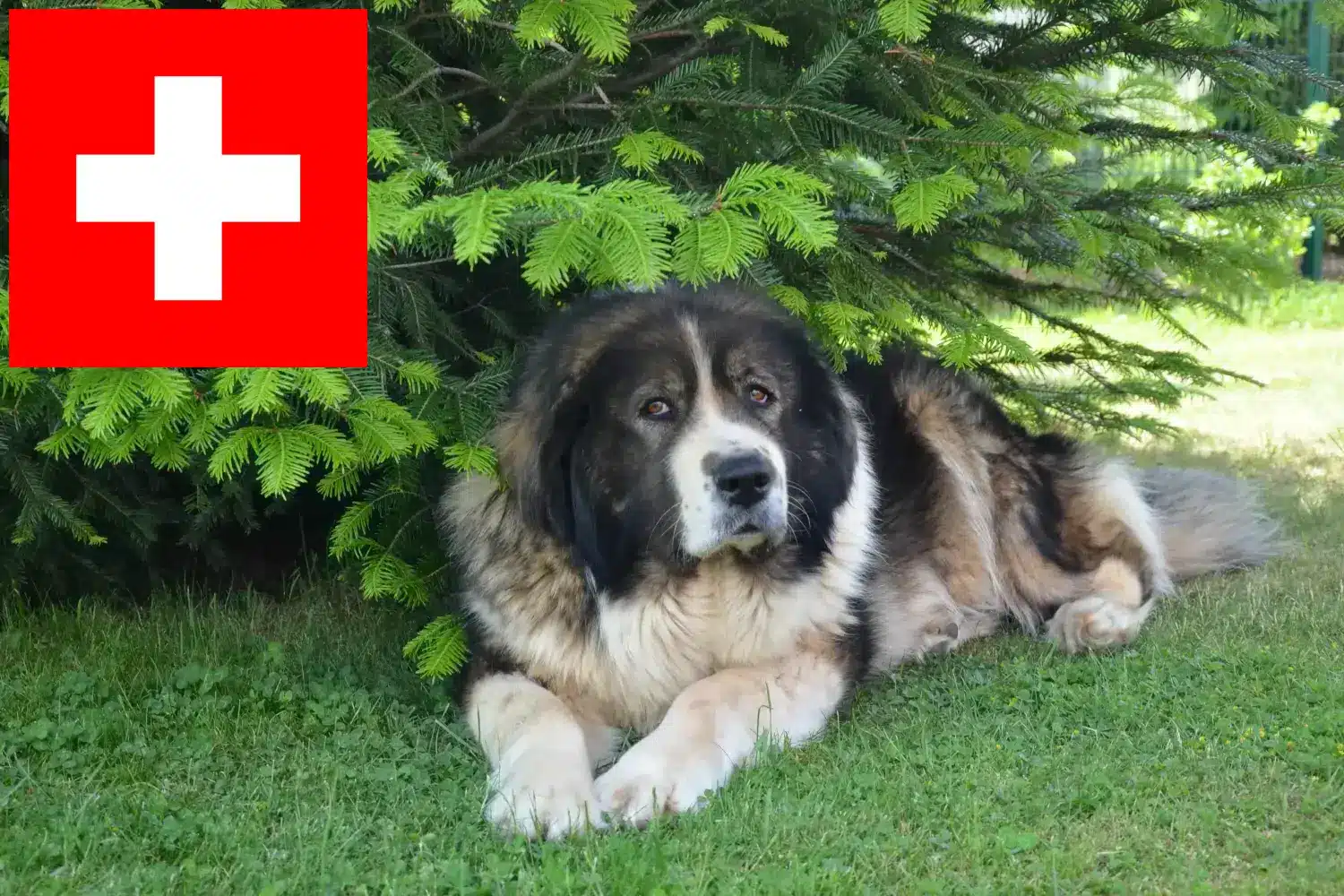 Kaukázusi pásztorkutya kölykök és tenyésztők Svájcban Itt találhat kaukázusi juhászkutya tenyésztőket Svájcban.