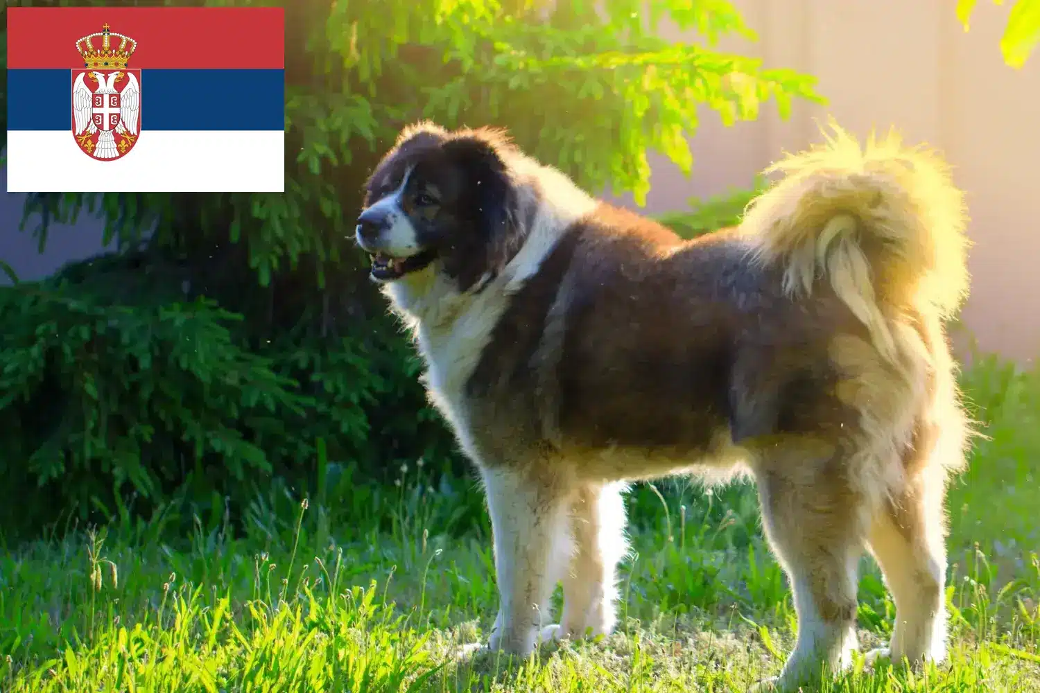 Kaukázusi juhász kiskutyák és tenyésztők Szerbia Keresse meg a Kaukázusi juhászkutya tenyésztőket Szerbiában.