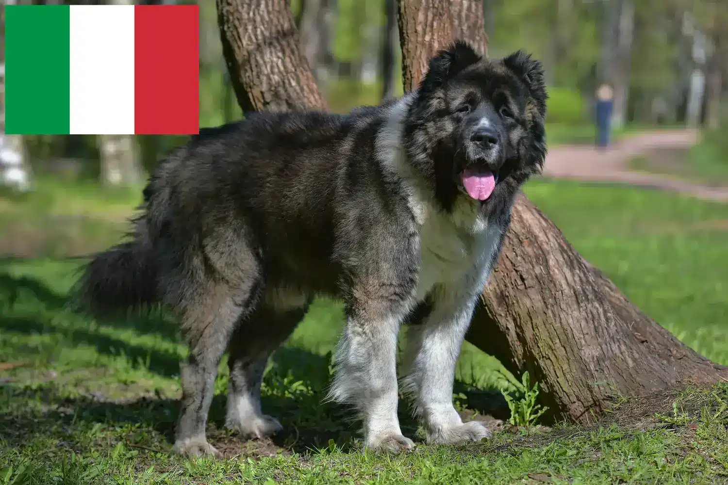 Kaukázusi juhászkutya kölykök és tenyésztő Olaszországban Keresse meg a kaukázusi juhászkutya tenyésztőket Olaszországban.