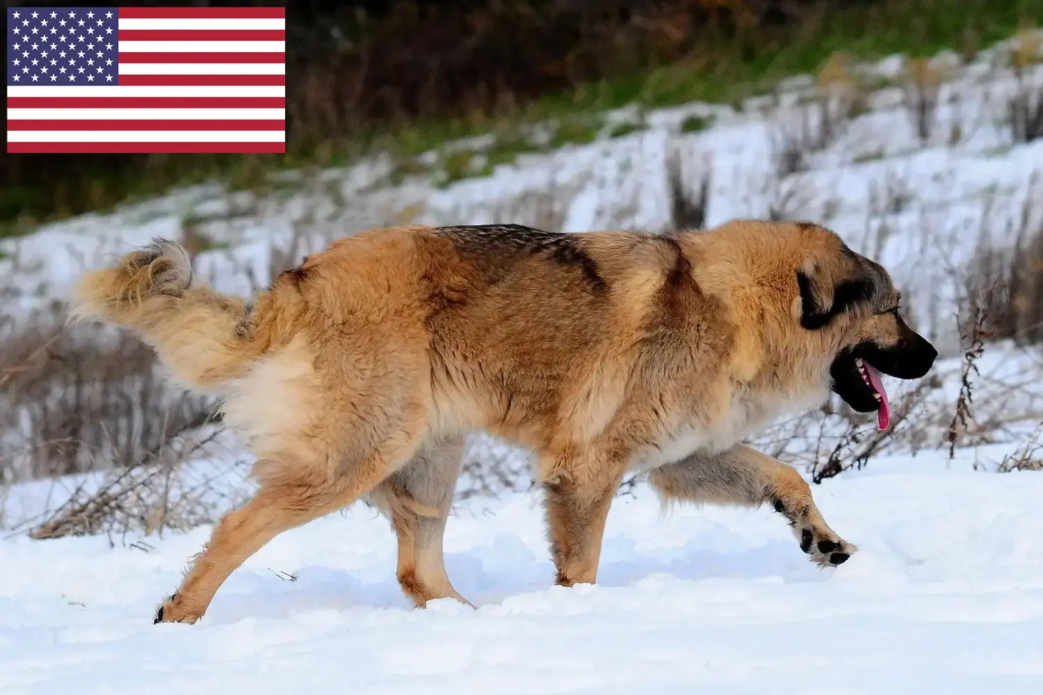 Kaukázusi juhászkutya kölykök és tenyésztők USA Kaukázusi pásztorkutya tenyésztőket az USA-ban itt találsz.