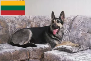 Read more about the article Kelet-európai juhászkutya tenyésztő és kölykök Litvániában