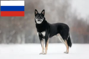 Read more about the article Kelet-európai juhászkutya tenyésztő és kölykök Oroszországban