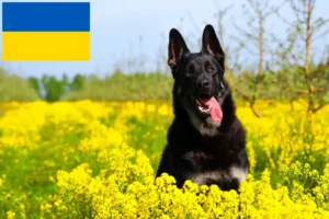 Read more about the article Kelet-európai juhászkutya tenyésztő és kölykök Ukrajnában