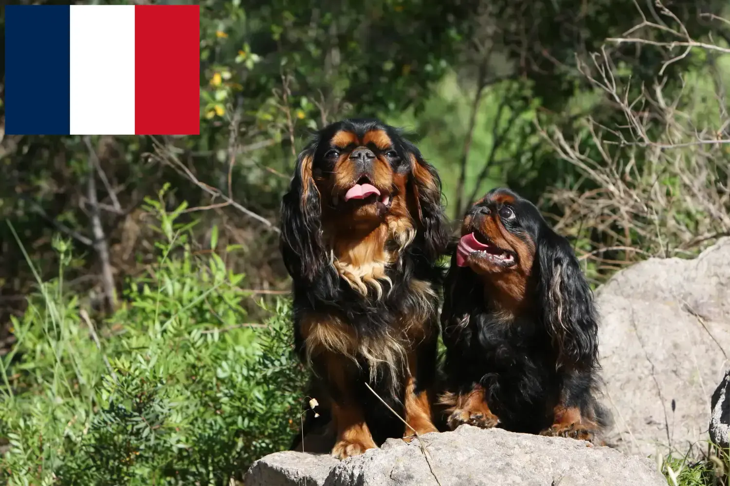 King Charles spániel kölykök és tenyésztők Franciaország Itt találhat King Charles spániel tenyésztőket Franciaországban.