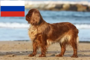 Read more about the article King Charles spániel tenyésztők és kölykök Oroszországban