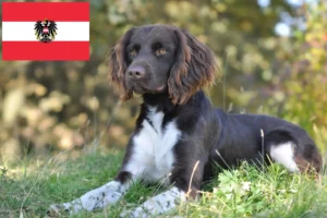 Read more about the article Kis Münsterländer tenyésztő és kiskutyák Ausztriában