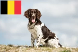 Read more about the article Kis Münsterländer tenyésztő és kiskutyák Belgiumban