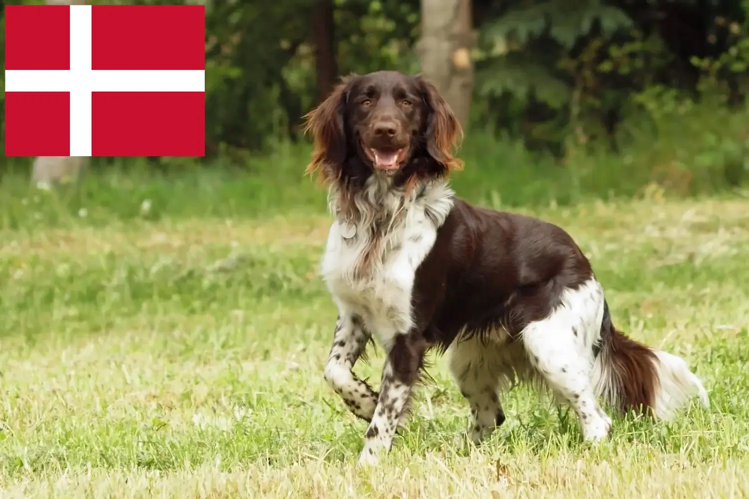 Münsterländer kiskutyák és tenyésztő Dánia Itt megtalálja a dániai Kleine Münsterländer tenyésztőket.
