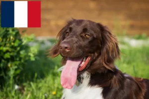 Read more about the article Kis Münsterländer tenyésztő és kiskutyák Franciaországban