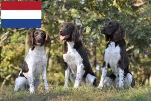 Read more about the article Kis Münsterländer tenyésztő és kiskutyák Hollandiában