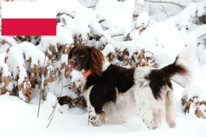 Read more about the article Kis Münsterländer tenyésztő és kiskutyák Lengyelországban
