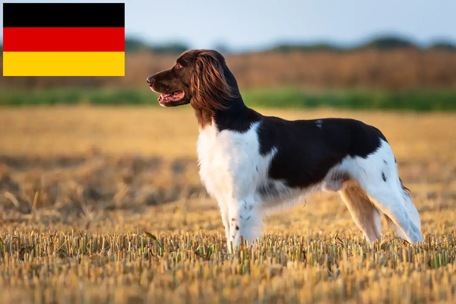 Kleiner Münsterländer kiskutyák és tenyésztők Németország Itt megtalálja a Kleine Münsterländer tenyésztőket Németországban.