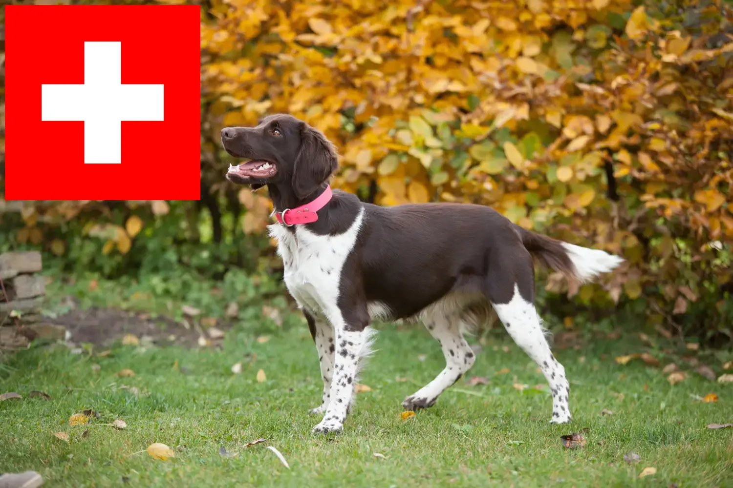 Kis Münsterländer kiskutyák és tenyésztők Svájcban Itt megtalálja a svájci Kleine Münsterländer tenyésztőket.