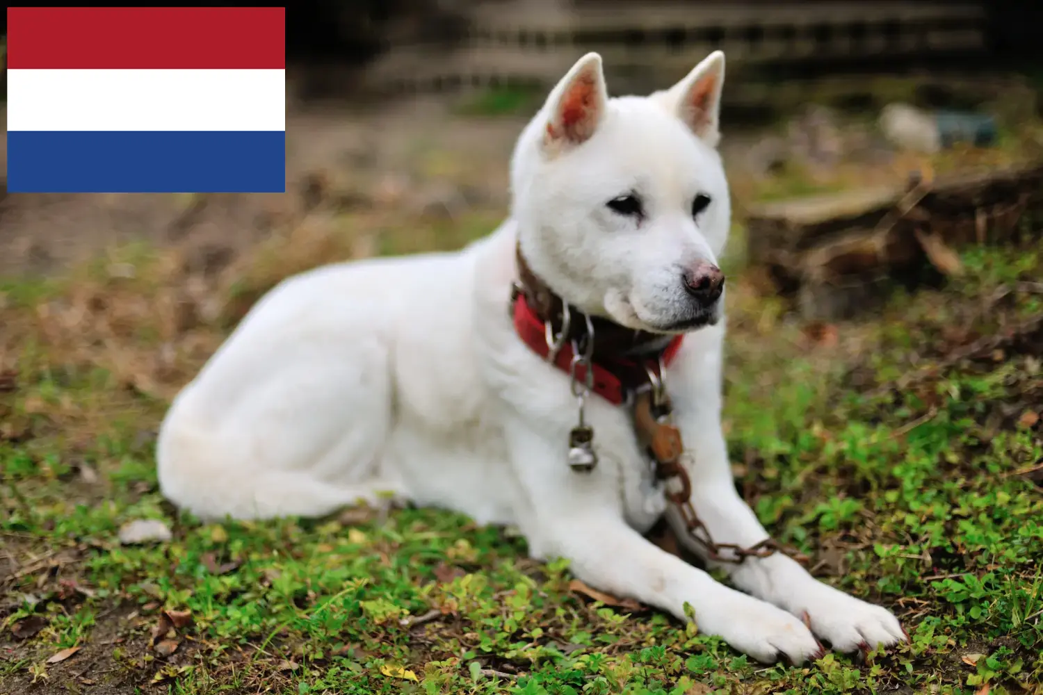 Kishu kiskutyák és tenyésztők Hollandia Itt megtalálja a Kishu tenyésztőket Hollandiában.