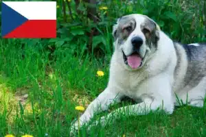 Read more about the article Közép-ázsiai pásztorkutya tenyésztő és kölykök Csehországban