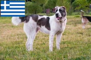 Read more about the article Közép-ázsiai pásztorkutya tenyésztő és kölykök Görögországban