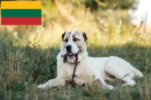 Read more about the article Közép-ázsiai juhászkutya tenyésztő és kölykök Litvániában