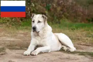 Read more about the article Közép-ázsiai pásztorkutya tenyésztő és kölykök Oroszországban