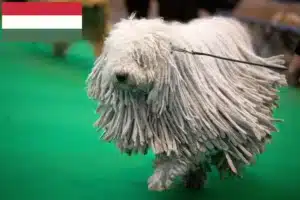Read more about the article Komondor tenyésztők és kölykök Magyarországon