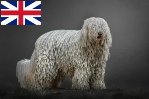 Read more about the article Komondor tenyésztők és kölykök Nagy-Britanniában