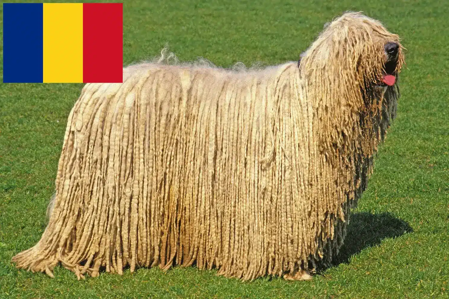Komondor kiskutyák és tenyésztők Románia Itt találhat Komondore tenyésztőket Romániában.