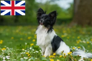 Read more about the article Kontinentális törpe spániel tenyésztő és kölykök Nagy-Britanniában