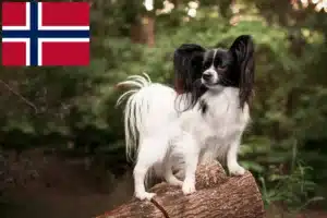 Read more about the article Kontinentális törpe spániel tenyésztő és kölykök Norvégiában