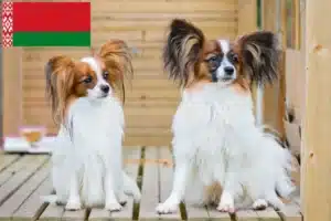 Read more about the article Kontinentális törpe spániel tenyésztő és kölykök Fehéroroszországban