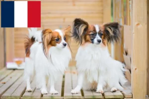 Read more about the article Kontinentális törpe spániel tenyésztő és kölykök Franciaországban