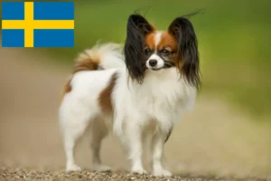Read more about the article Kontinentális törpe spániel tenyésztő és kölykök Svédországban