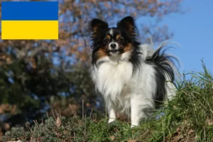 Read more about the article Kontinentális törpe spániel tenyésztő és kölykök Ukrajnában