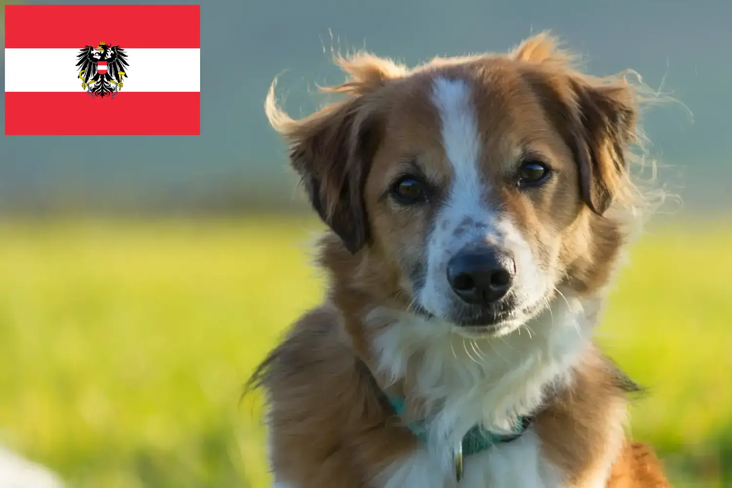 Kromfohrländer kiskutyák és tenyésztők Ausztria Itt találhat Kromfohrländer tenyésztőket Ausztriában.