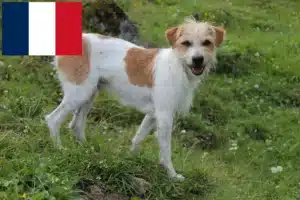 Read more about the article Kromfohrländer tenyésztők és kiskutyák Franciaországban