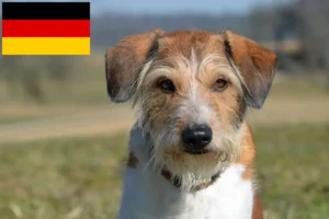 Read more about the article Kromfohrländer tenyésztők és kiskutyák Németországban