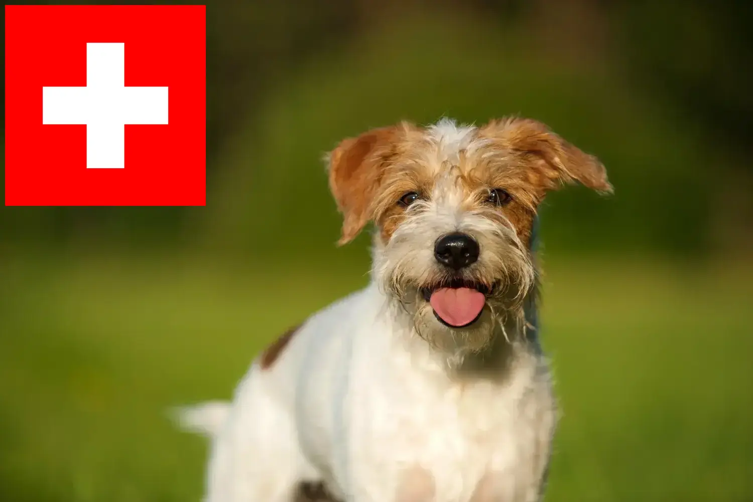 Kromfohrländer kiskutyák és tenyésztők Svájc Itt megtalálja a svájci Kromfohrländer tenyésztőket.