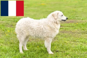 Read more about the article Kuvasz tenyésztők és kölykök Franciaországban