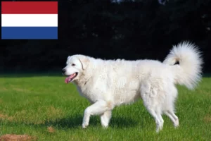Read more about the article Kuvasz tenyésztők és kölykök Hollandiában