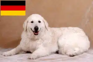 Read more about the article Kuvasz tenyésztők és kölykök Németországban