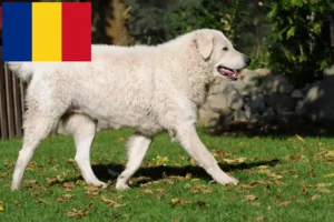 Read more about the article Kuvasz tenyésztők és kiskutyák Romániában