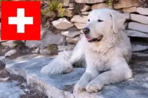 Read more about the article Kuvasz tenyésztők és kölykök Svájcban