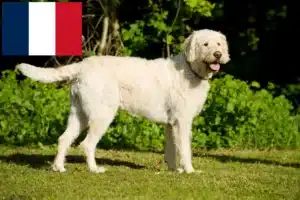 Read more about the article Labradoodle tenyésztők és kiskutyák Franciaországban