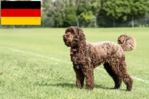 Read more about the article Labradoodle tenyésztők és kiskutyák Németországban