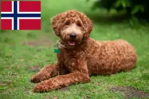 Read more about the article Labradoodle tenyésztők és kiskutyák Norvégiában