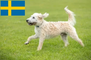 Read more about the article Labradoodle tenyésztők és kölykök Svédországban