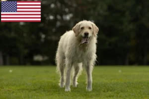 Read more about the article Labradoodle tenyésztők és kölykök az USA-ban
