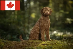 Read more about the article Labradoodle tenyésztők és kölykök Kanadában